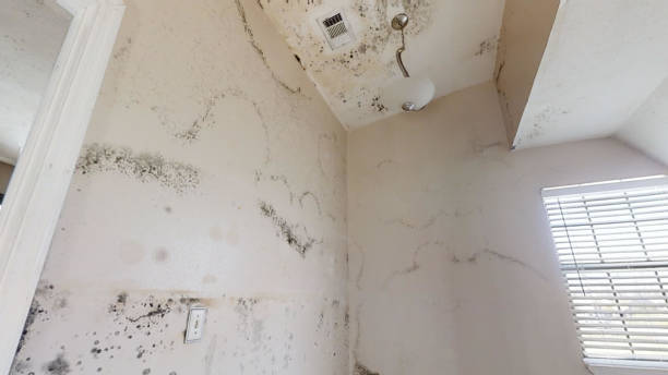 Nellis Af, NV Mold Removal Company