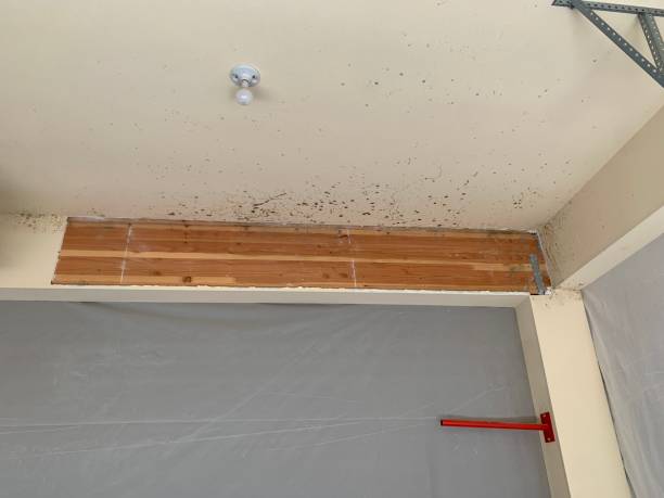 Best HVAC Mold Inspection and Cleaning  in Nellis Af, NV