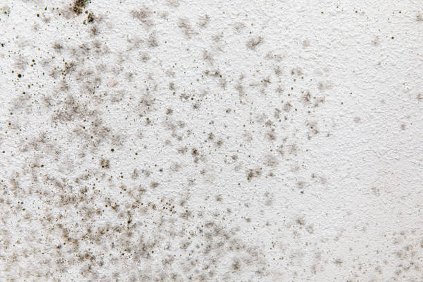 Best Mold Remediation for Healthcare Facilities  in Nellis Af, NV